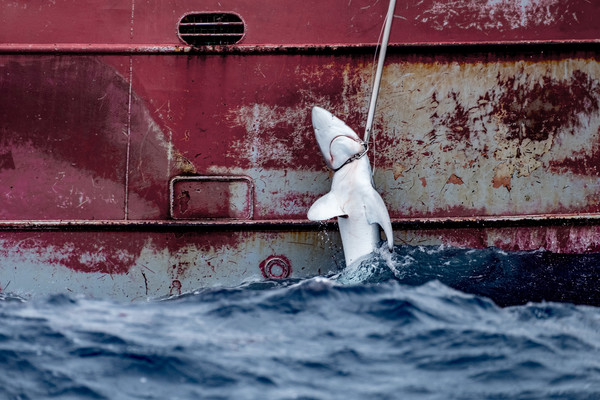 남동부 대서양에서 스페인의 황새치잡이 어선이 상어를 잡아들이고 있다. /사진제공=그린피스