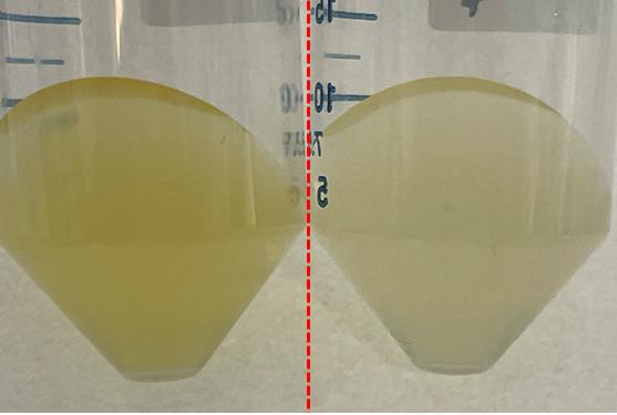 ‘플라보박테리움 체니애’ N2820의 배양 (좌) 빛이 있는 조건 (우) 빛이 없는 조건 /자료=국립생물자원관