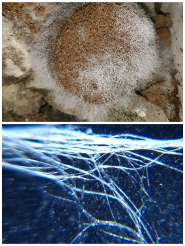 원두 찌꺼기에 자란 곰팡이(상)와 확대경으로 본 균사체(하)