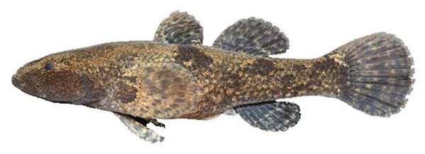 남방동사리 /사진출처=한국의 멸종위기종 홈페이지