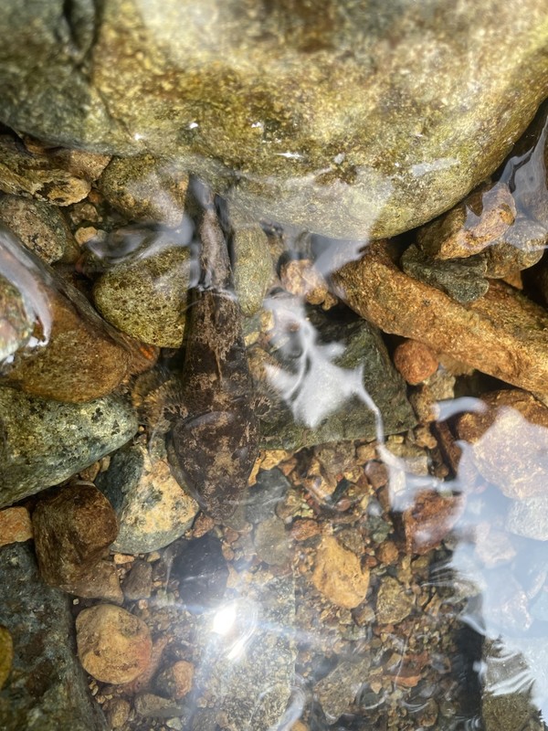 직접 관찰한 남방동사리 /사진=문준혁 학생기자