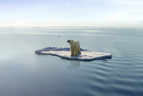 녹아버린 빙하와 북극곰 /사진=WWF