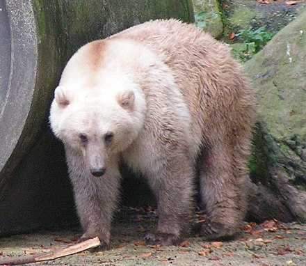 피즐리곰 /사진출처=독일 오스나브뤼크 동물원