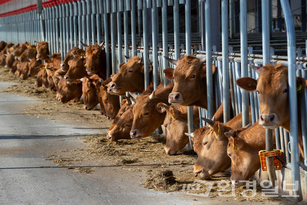 법무법인 선우 이석현 변호사는 현재 축산법은 여러 축종을 포괄한 법으로 축산법만으로 한우산업의 발판 마련이 쉽지 않으며 한우 관련 제도 역시 여러 소관 부처에 산재해 있어 환경 문제 등 시시각각 변화하는 제반 문제에 대응하는 데 한계가 있다고 지적했다.