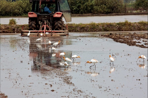 공릉천 주변 농경지 황로