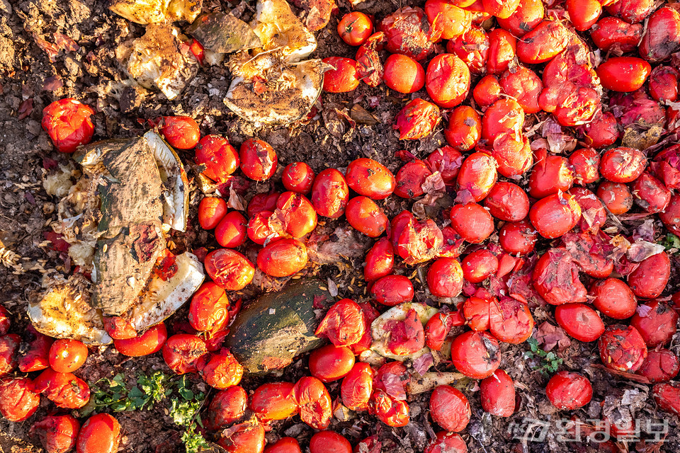 음식물 폐기물은 생산, 운송 등 전 과정에서 많은 양의 온실가스를 배출해 숨겨진 지구온난화의 주범으로 지목받고 있다.
