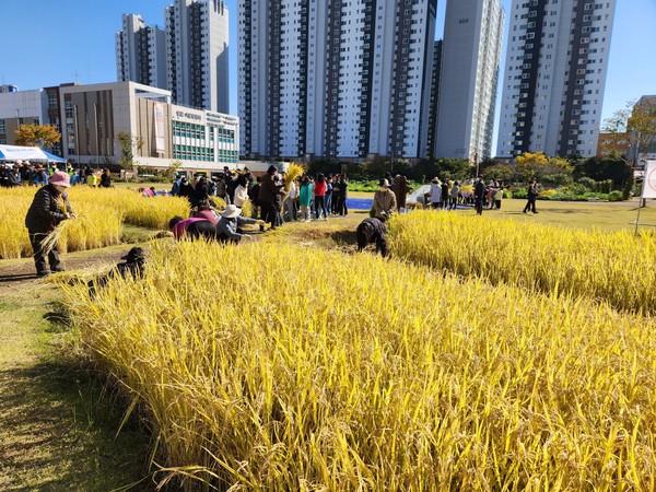 도시농업한마당 가을걷이체험 /사진제공=시흥시