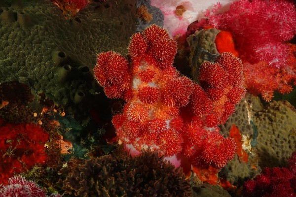 밤수지맨드라미(제주도 문섬 주변 해역) /사진=해양수산부