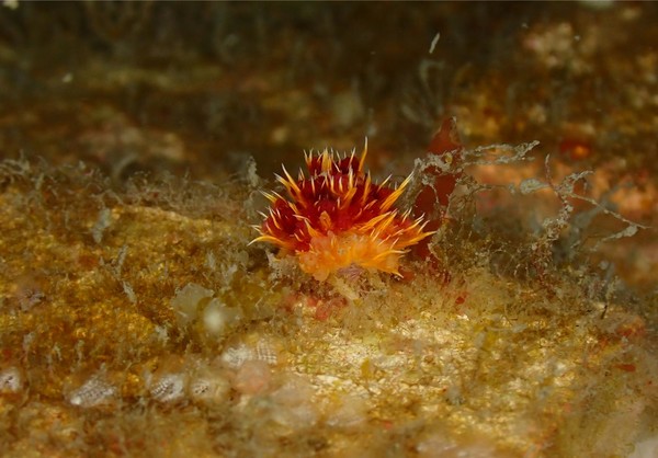 2022년 시범방류한 개체(1년 경과) /사진=해양수산부