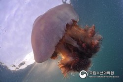 전라남도와 경상남도 일부 해역에 노무라입깃해파리가 출현함에 따라 주의단계 특보를 9월 13일(수) 16시부로 발령했다.