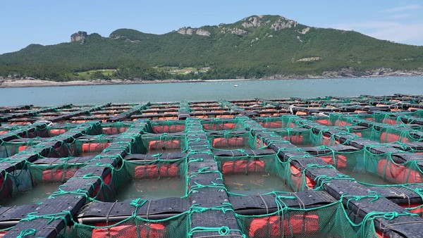 다도해해상국립공원 진도군 조도지구 내 전복 양식장 3개소(10만㎡)가 진도군, 지역주민과의 협업으로 ‘지속가능한 수산물 국제인증(ASC)’을 획득했다. /사진제공=국립공원공단