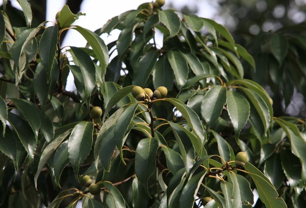 진주지역에서 자란 종가시나무 /사진=국립산림과학원