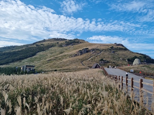 신불산 억새숲 /사진제공=울주군