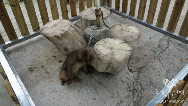 2013년에는 김해의 한 동물원에서 고작 30~40㎝에 불과한 짧은 목줄에 원숭이를 묶어 전시해 논란이 됐다.