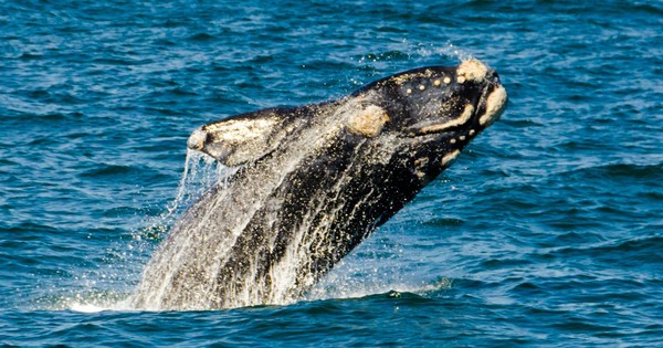 참고래 /사진출처=해양환경정보포털