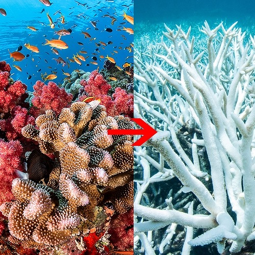 산호초 백화현상 모습 /사진출처=영풍석포제련소