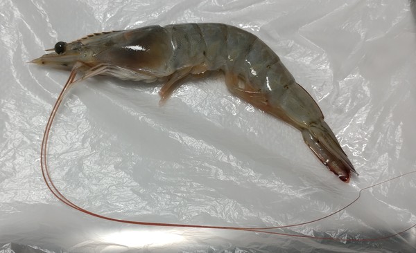 양식새우의 대명사 흰다리새우 /사진=문기훈 학생기자