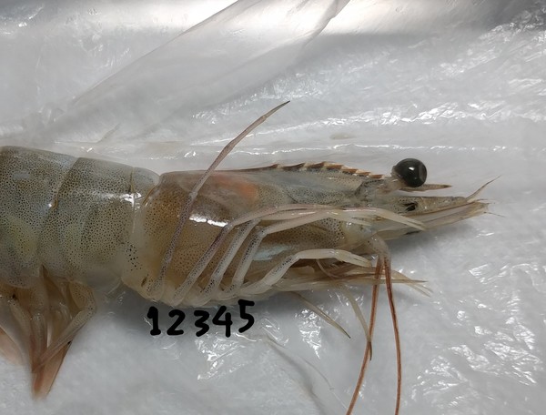 5쌍 총 10개의 걷는 다리가 특징인 십각류 /사진=문기훈 학생기자