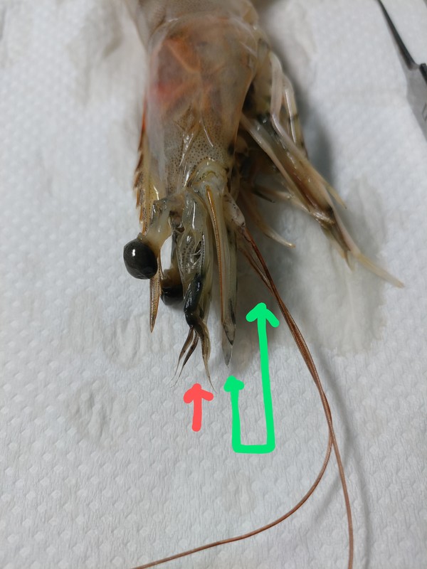 첫 번째 더듬이(붉은색)와 두 번째 더듬이(녹색)