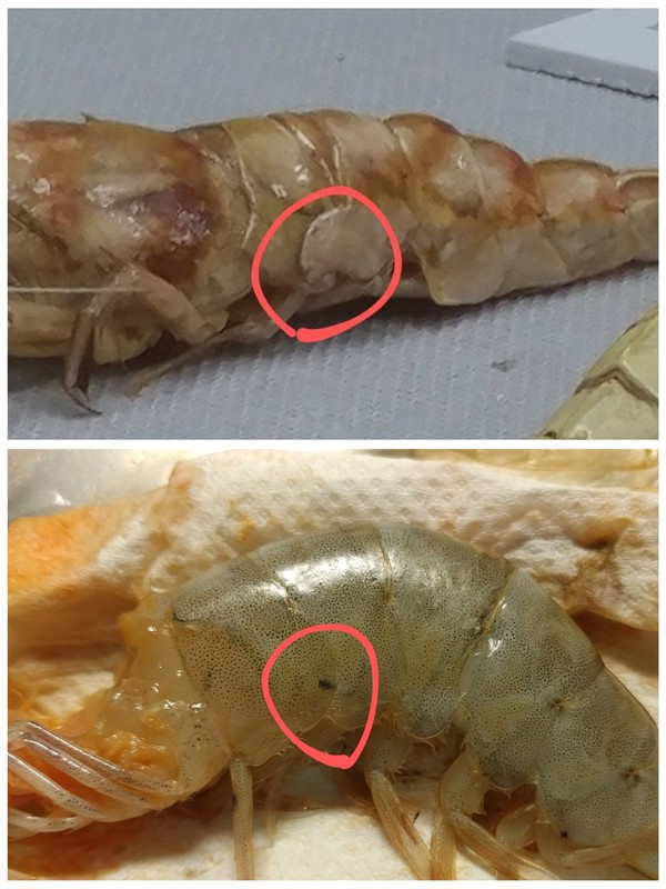 생이하목,(위), 수상새아목(아래)