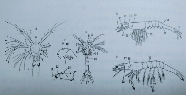플랑크톤 시기의 새우, 왼쪽에서부터 노플리우 /사진=문기훈 학생기자