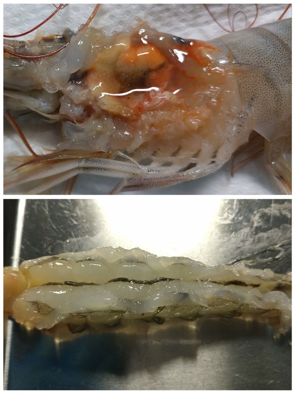 새우의 간 췌장과 장관 /사진=문기훈 학생기자