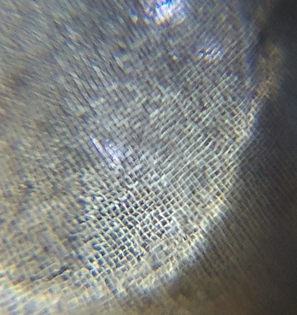 확대한 새우 눈 /사진=문기훈 학생기자