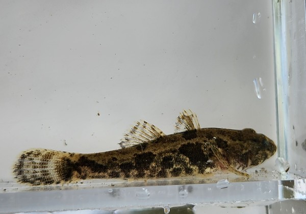 금호강 상류에서 채집한 얼록동사리 /사진=문준혁 학생기자