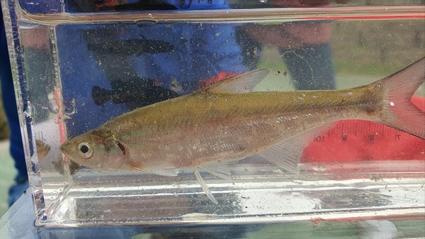 부산 사상구 낙동강 수계에서 발견된 강준치 /사진=문준혁 학생기자