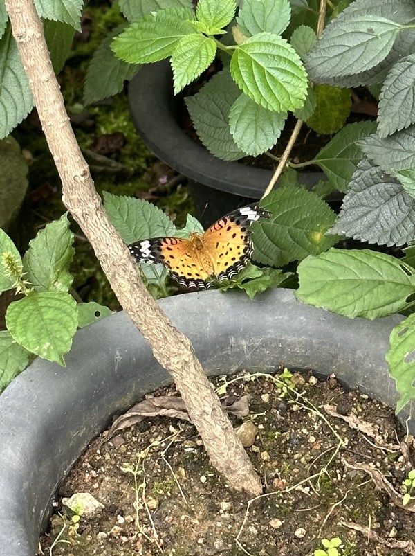 암끝검은표범나비 /사진=방채원 학생기자
