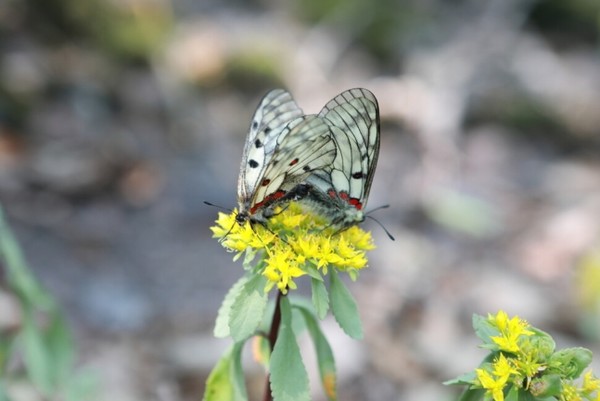 붉은점모시나비 /사진제공=영동군