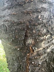 서울 도심지역에 확인된 미국흰불나방 애벌레 /사진=국립산림과학원