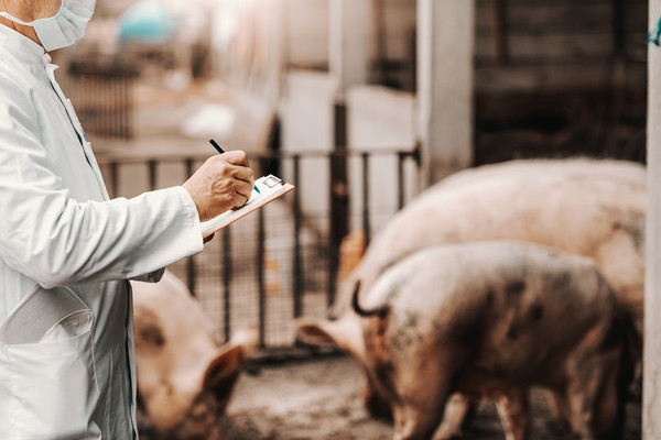 2019년부터 발생한 아프리카돼지열병(ASF)으로 살처분된 돼지는 36만4839마리(14건) ▷2020년 4940마리(2건) ▷2021년 9472마리(5건) ▷2022년 3만4788마리(7건) ▷2023년 3월 기준 10만4522마리(10건)로 조사됐다.