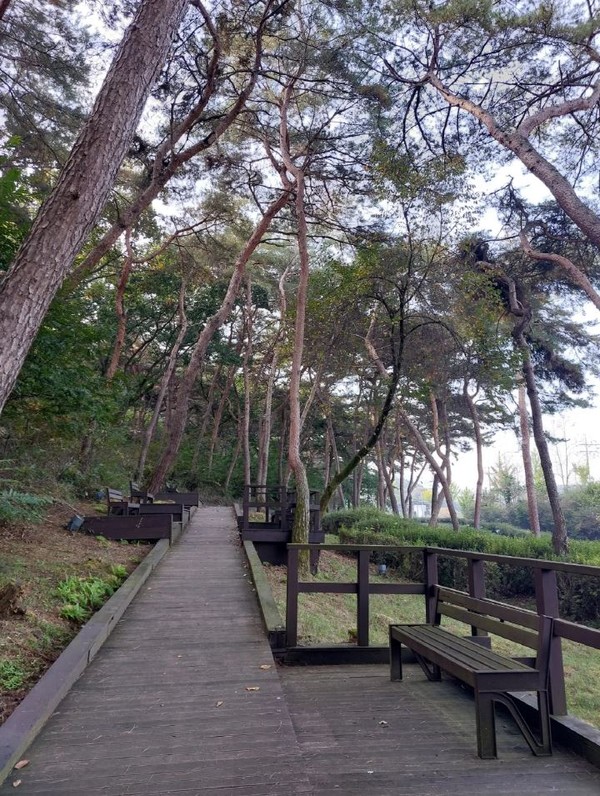 안전한 휴식을 여주시 산림욕장에서-세종 산림욕장 소나무 데크길 /사진제공=여주시 