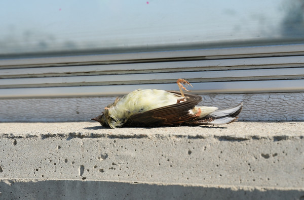 녹색연합 새친구 활동 직전에 방음벽 아래에서 발견된 촉새(77번 국도 충남 태안 송남교차로)