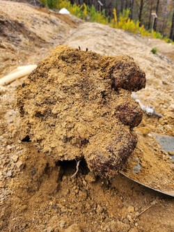 산불피해목에서 생산된 복령 /사진=국립산림과학원