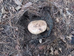 송이감염묘로부터 버섯 발생 /사진=국립산림과학원
