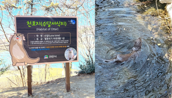 수달 서식지 표지판(왼쪽)과 천호지에 서식하는 유라시아 수달 /사진=방채원 학생기자