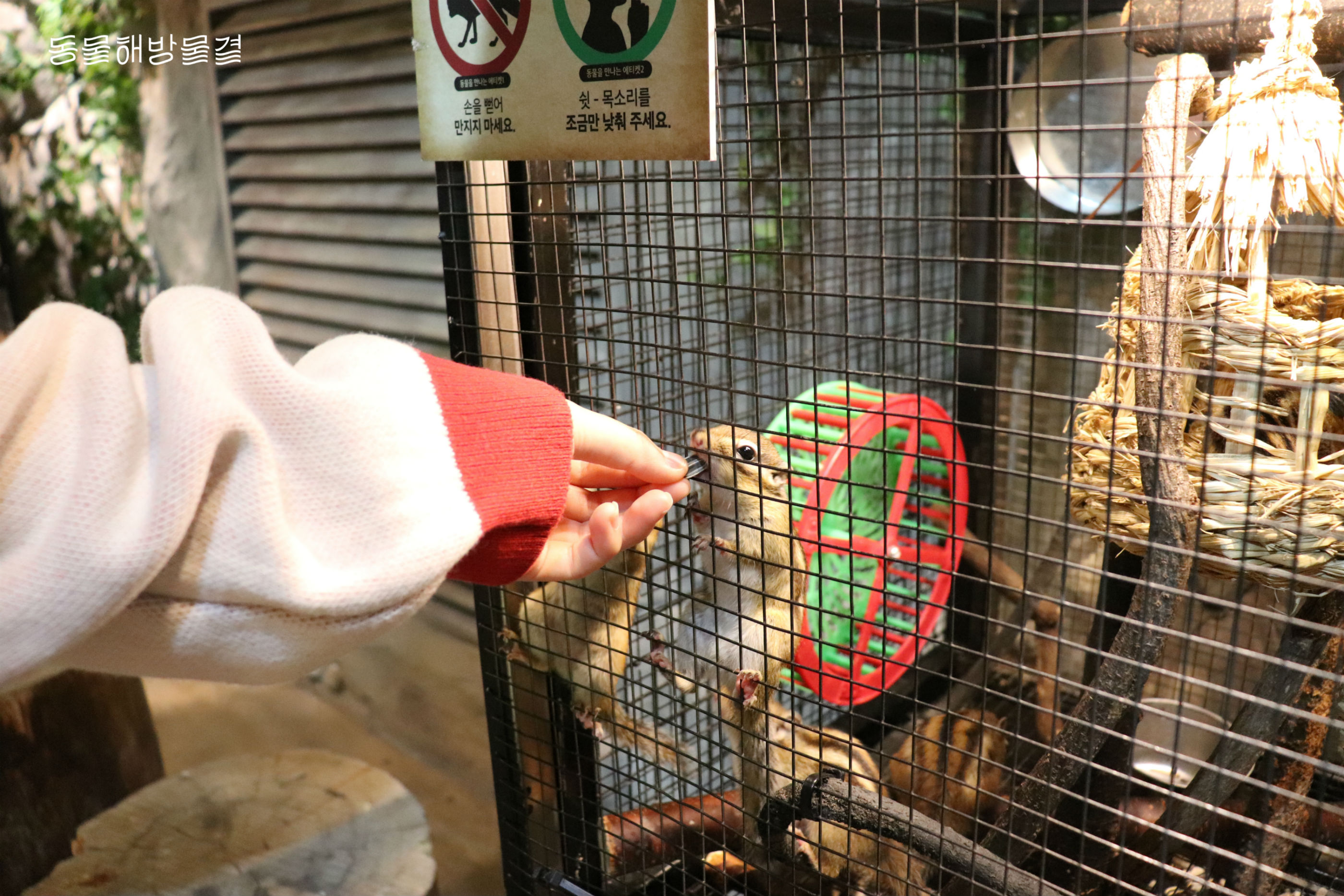 동물원 외 시설에서의 야생동물을 전시하는 행위가 금지되는 대신 2027년 12월까지 유예기간이 부여된다. /사진제공=동물해방물결