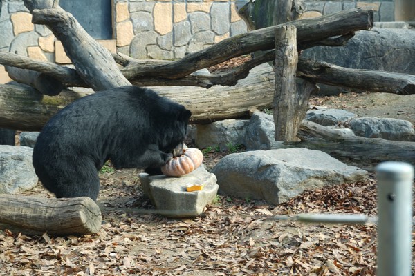 시민들이 선물한 간식을 살펴보고 있는 구출 사육곰. /사진=녹색연합