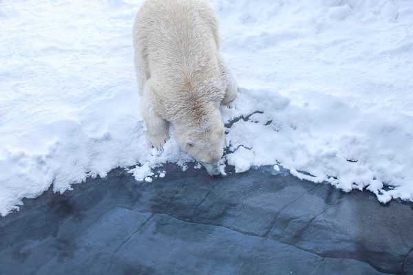 기후위기로 빙하가 녹으면서 먹이를 찾지 못해 굶어 죽는 북극곰들이 늘고 있다. /사진=환경일보DB