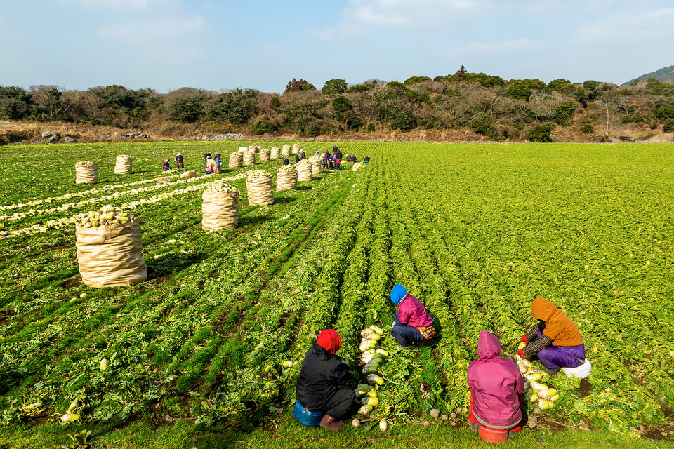 농촌 사회에서 여성농민과 기후위기를 위한 정책과 지원은 아직 미흡한 실정이다. /사진=환경일보DB