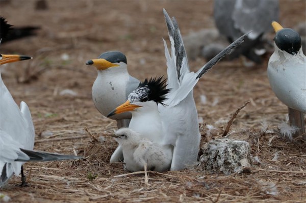 새끼를 품고 있는 뿔제비갈매기 /사진제공=국립생태원