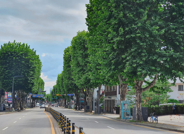 경기 수원 팔달 양버즘나무길 / 사진제공= 산림청