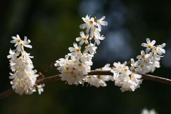 산림청 지정 희귀‧특산식물 ‘미선나무’/사진제공=산림청