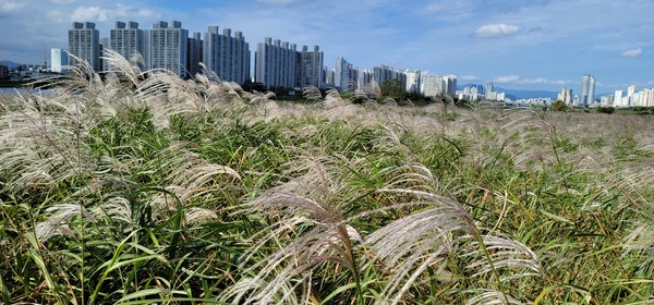 태화강 둔치 물억새 군락지 /사진제공=울산시