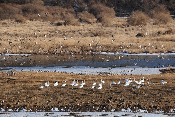 이길리 습지 조류 도래 모습 /사진제공=환경부