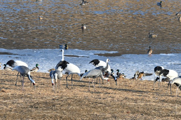 두루미, 재두루미 /사진제공=환경부