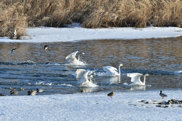 큰고니 /사진제공=환경부