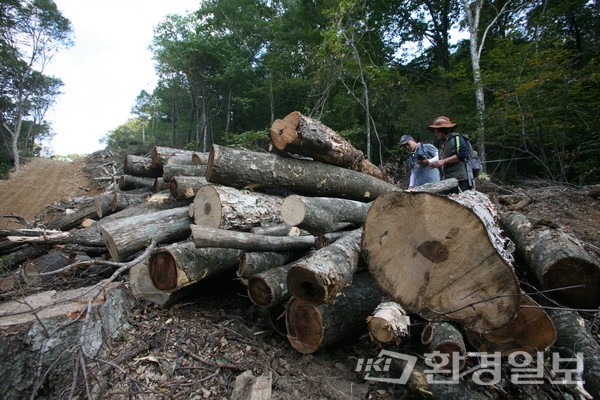 스키장 개발을 위해 가리왕산에서 벌목된 나무들을 시민단체 관계자들이 살펴보고 있다. /사진제공=산과자연의친구